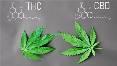 Hvad er forskellen mellem THC og CBD