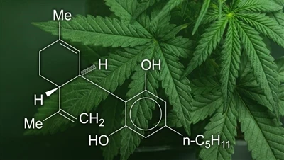 CBD, marihuana og hamp: Hvad er forskellen mellem disse cannabisprodukter, og...