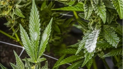 Sådan finder du kvalitets CBD-produkter