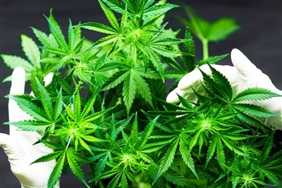 Hvordan påvirker cannabisbrug hjernens sundhed? Forsigtighed tilrådes, mere f...