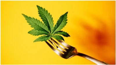 Ofte stillede spørgsmål om CBD