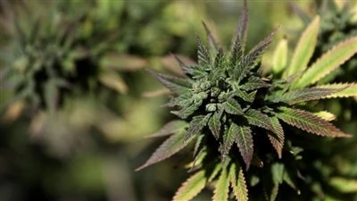 Hvad er det endocannabinoide system? (ECS)