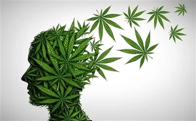 Sådan bruger du CBD-olie til optimale fordele: Fuld guide?